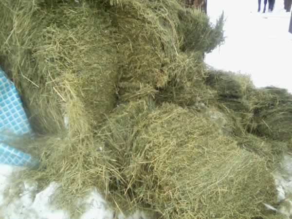 finished clip of hay ready for feeder