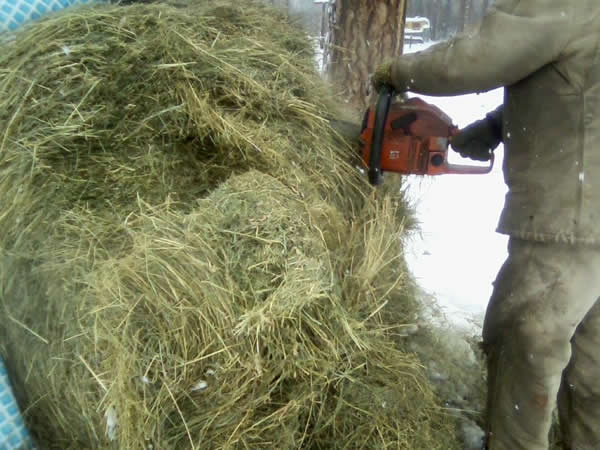 putting the saw in the round bale