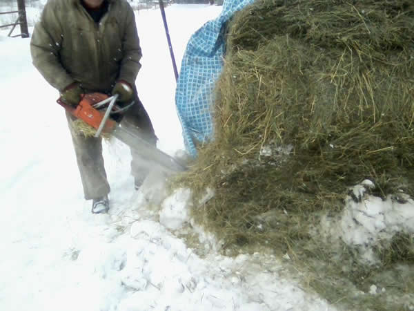 holding chainsaw for cutting up hay