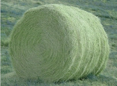 Large round hay bale