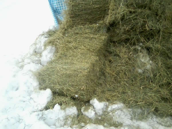 the hay cut open